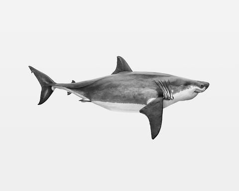 Shark, from the series Boaventura, 2017
<br>© Thomas Brasey