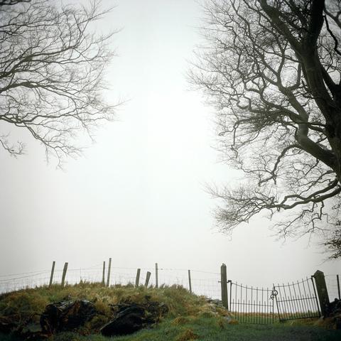 Gate, 2009, Roots
<br>© Sarah Carp