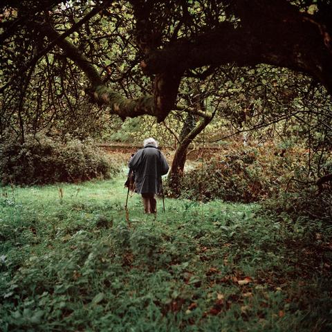 Old Orchard, 2011, Roots
<br>© Sarah Carp
