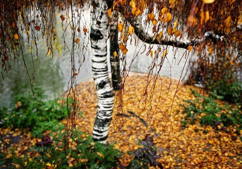 Bouleau en automne, 2003, Echappées
<br>© Sarah Carp
