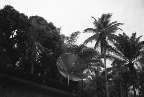 Palm #06, from the edition Useful Landscape, 2007 (selfpublished)
<br>© Stéphanie Gygax