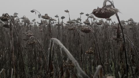 Video still, Sonnenblumen 2014
<br>© Michael Blaser
