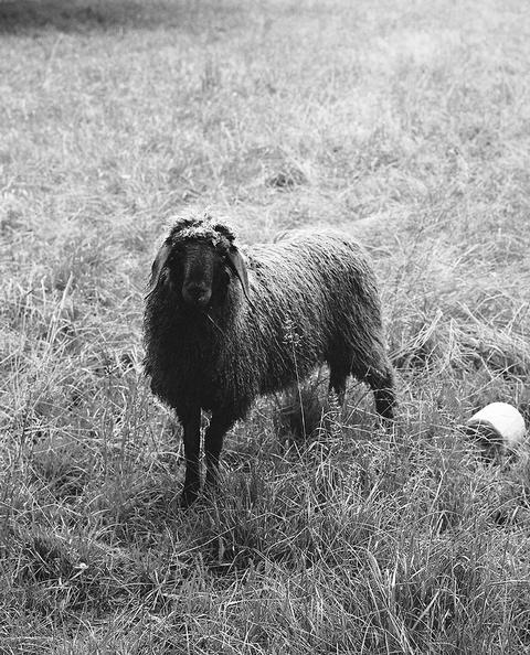 Sheep, Inventio, 2013 <br>© Yann Haeberlin
