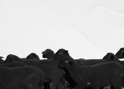 Sheeps, TINA(?), 2018 <br>© Yann Haeberlin