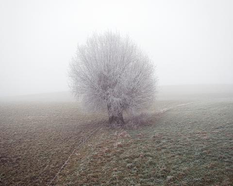 Via Lactea, 
Winter tree in the Prealps
Switzerland 2016
© Alfio Tommasini