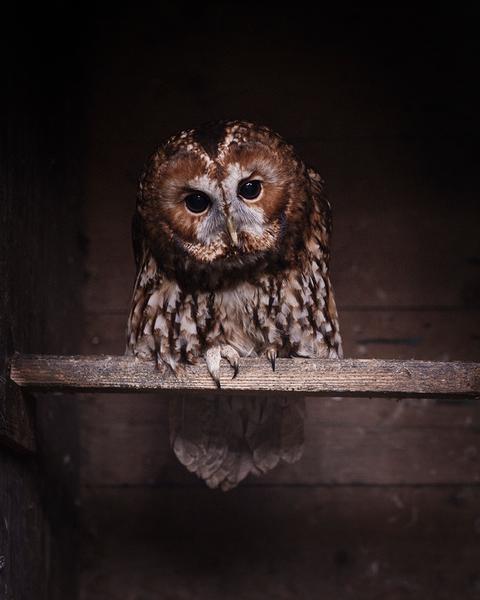 Àrasaig – Safe Place
Ollie tawny owl
Scotland 2018
© Alfio Tommasini